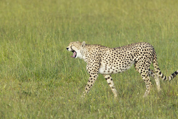 Cheetah stalking and walking through high grasslands of Masai Mara near Little Governor's camp in Kenya, Africa