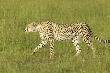 Cheetah stalking and walking through high grasslands of Masai Mara near Little Governor's camp in Kenya, Africa