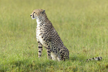 Cheetah stalking through high grasslands of Masai Mara near Little Governor's camp in Kenya, Africa