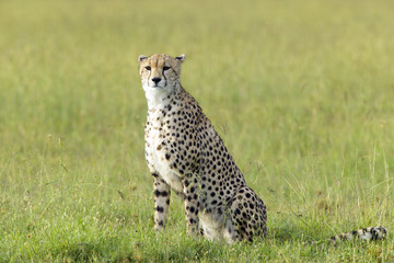 Cheetah stalking through high grasslands of Masai Mara near Little Governor's camp in Kenya, Africa