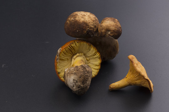 wild mushrooms