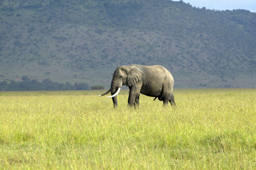 Naklejka na ściany i meble African Elephant in grasslands of Lewa Conservancy, Kenya, Africa