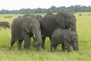 Fototapeta premium African Elephant in grasslands of Lewa Conservancy, Kenya, Africa