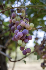 grapes