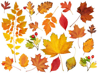 autumn leaves collection, object set isolated on white