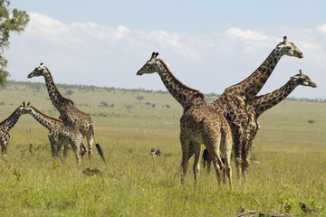 Giraffes in grasslands of Masai Mara near Little Governor's camp in Kenya, Africa