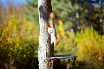 Squirrel on the tree