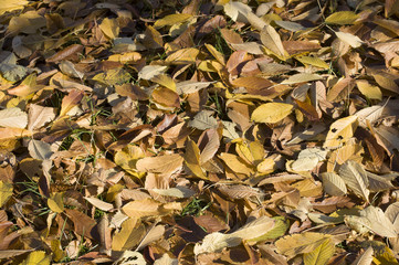 Background group autumn orange leaves. 