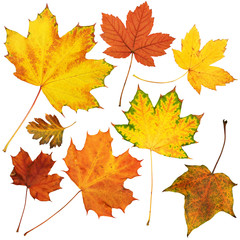 autumn maple leaves collection, object set isolated on white