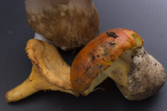 wild mushrooms