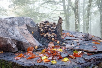 Mushrooms On Dead Wood In Nebrodi Park, Sicily