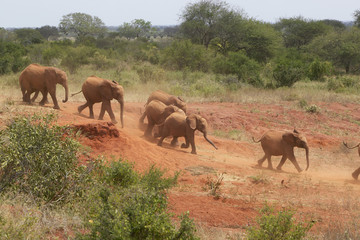 Adopted Baby African Elephants at the David Sheldrick Wildlife Trust in Tsavo national Park, Kenya