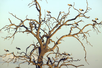 European storks in tree at sunset in Tsavo National park, Kenya, Africa