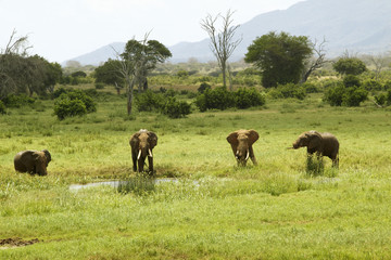 Fototapeta na wymiar African Elephants at watering hole in Tsavo National Park, Kenya, Africa