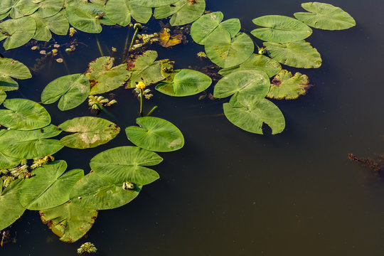 Water lilies on the water. Bright background of waterlillies on