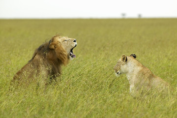 Male and female lion in grasslands of Masai Mara near Little Governor's Camp in Kenya, Africa