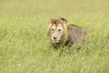 Male lion in grasslands of Masai Mara near Little Governor's Camp in Kenya, Africa
