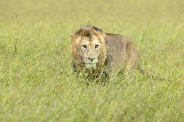 Male lion in grasslands of Masai Mara near Little Governor's Camp in Kenya, Africa