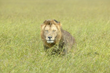 Male lion in grasslands of Masai Mara near Little Governor's Camp in Kenya, Africa