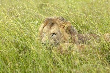 Male lion sleeping in grasslands of Masai Mara near Little Governor's Camp in Kenya, Africa