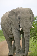 Obraz premium Male elephant with Ivory tusks walking down road through Umfolozi Game Reserve, South Africa, established in 1897