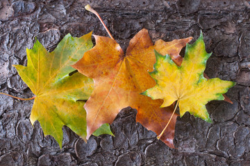 Осенние кленовые листья на коре дерева © Irina Morozova