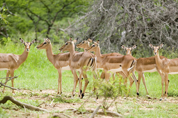 Naklejka na ściany i meble Impala in Umfolozi Game Reserve, South Africa, established in 1897