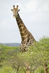 Giraffe looking into camera in Umfolozi Game Reserve, South Africa, established in 1897
