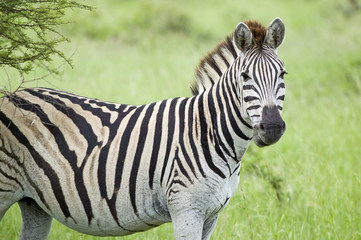 Zebra looking into camera in Umfolozi Game Reserve, South Africa, established in 1897