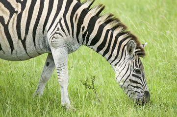 Obraz na płótnie Canvas Zebra grazing on grass in Umfolozi Game Reserve, South Africa, established in 1897