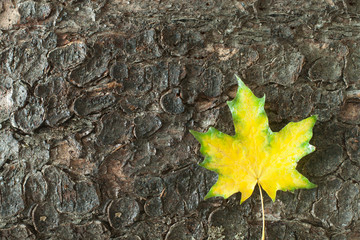Осенний кленовый лист на коре дерева © Irina Morozova