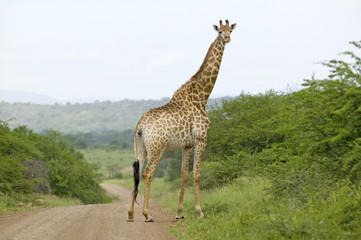 Naklejka na ściany i meble Giraffe on dusty road looking into camera in Umfolozi Game Reserve, South Africa, established in 1897