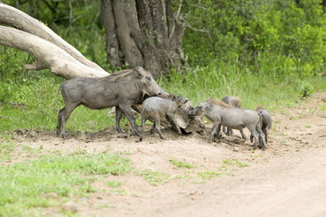 Family of warthogs in Umfolozi Game Reserve, South Africa, established in 1897