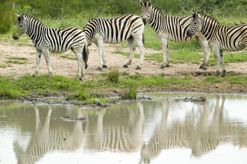 Fototapeta na wymiar Herd of Zebra reflected at watering pond in Umfolozi Game Reserve, South Africa, established in 1897