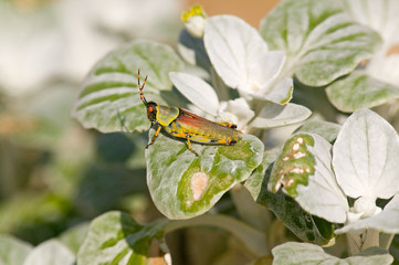 Brightly colored grasshopper on leaf in St. Lucia Wetland Park, St. Lucia, South Africa