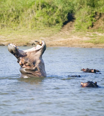 Fototapeta premium Hippo opening mouth in a sequence of shots in the Greater St. Lucia Wetland Park World Heritage Site, St. Lucia, South Africa
