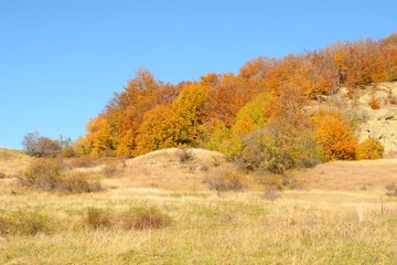 Autumn colors in the forest and a blue sky