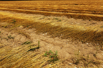Flax field . autumn