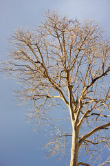 Autumn's tree