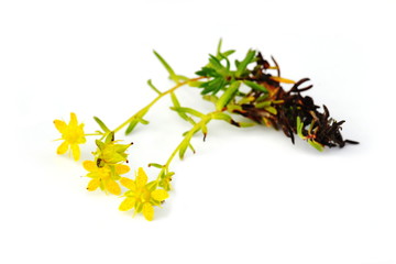 Yellow Saxifrage Saxifraga aizoides isolated on white background