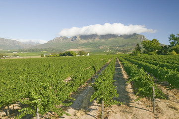 Fototapeta na wymiar Vineyards of Stellenbosch wine region, outside of Cape Town, South Africa