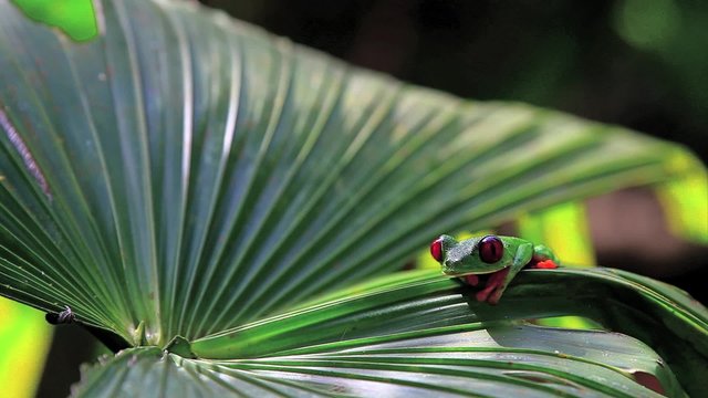 Rana de ojos rojos,six