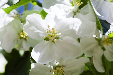 blooming apple trees  