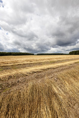 Agricultural field .  flax 