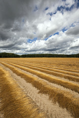 Flax field . autumn
