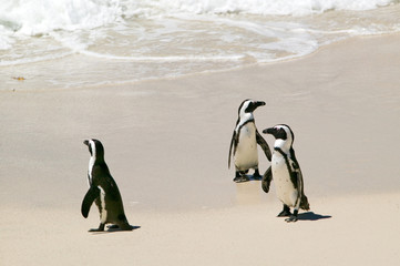 Fototapeta premium Penguins at Boulders Beach, outside of Cape Town, South Africa