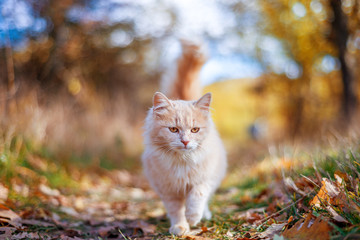 Naklejka na ściany i meble beautiful cat walking in autumn