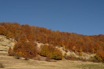 Autumn colors in the forest and a blue sky