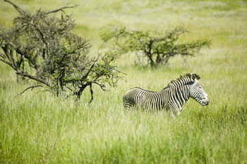 Obraz na płótnie Canvas Common Zebra in green grass of Lewa Conservancy, North Kenya, Africa
