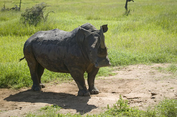 Closeup of endangered White Rhino at Lewa Wildlife Conservancy, North Kenya, Africa